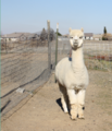 Alpaca.PNG