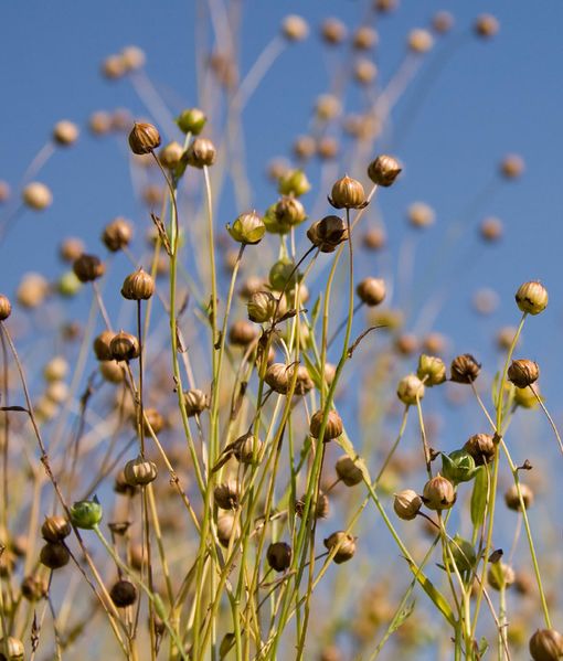 File:Flax linen.jpeg