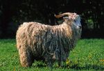 Angora goat.jpg