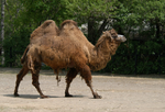 Two-humped Bactrian camel.png