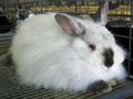 Angora rabbit.jpg