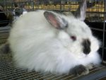 Angora rabbit.jpg