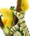 Silk worm.jpeg